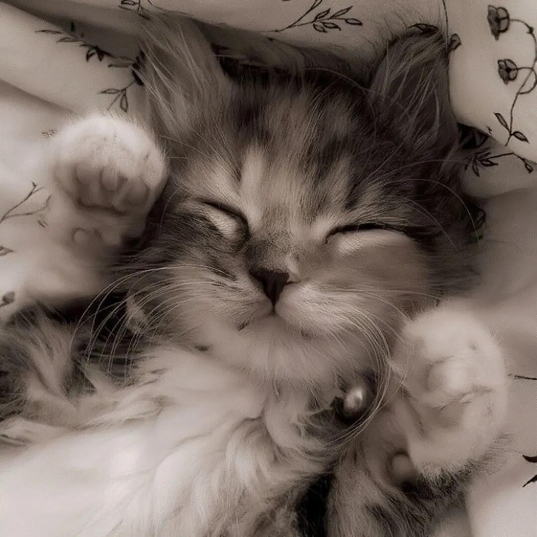猫儿这个萌