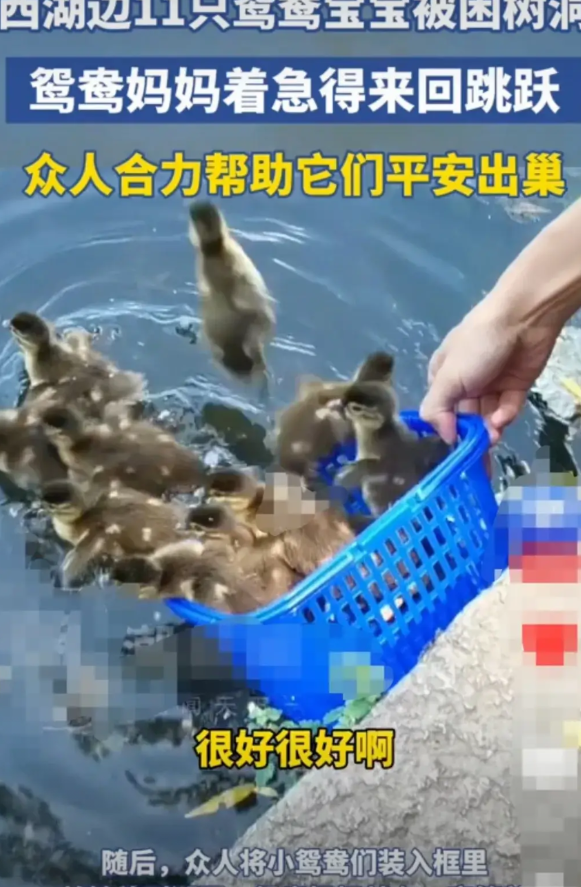 杭州西湖畔，一只鸳鸯妈妈因为初次生蛋，孵育下一代。缺乏经验，将自己的巢穴铸造在