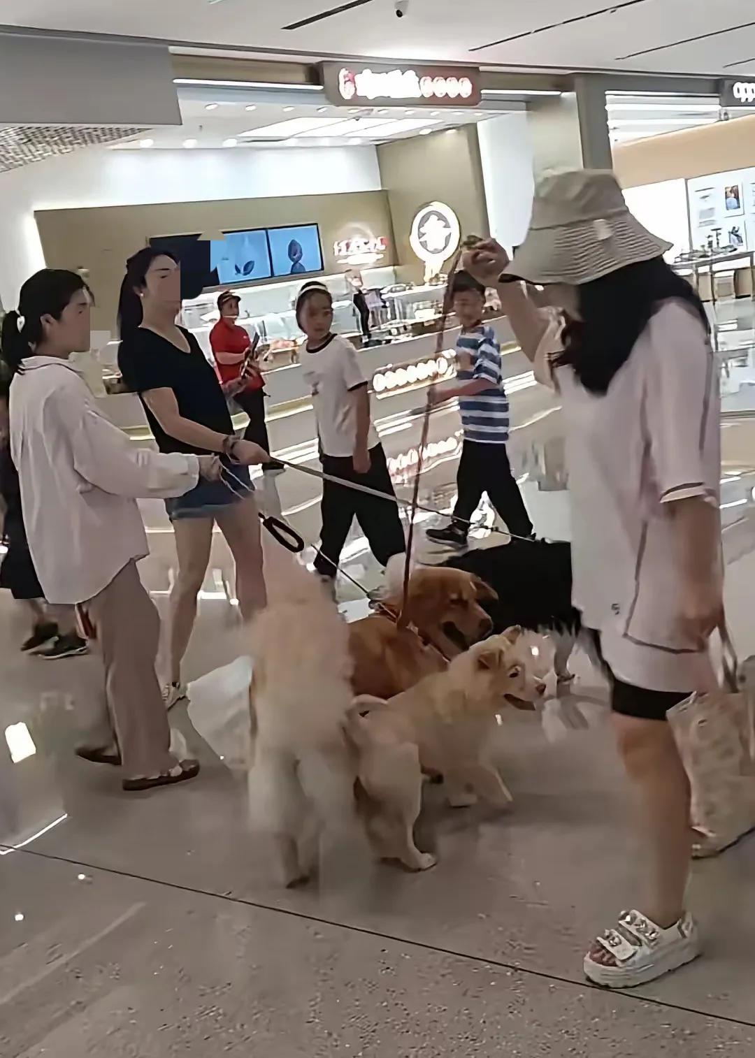 “狗儿子”都能进商场避暑了。某商场。狗友们带着自家的“狗儿子”“狗女儿”进去