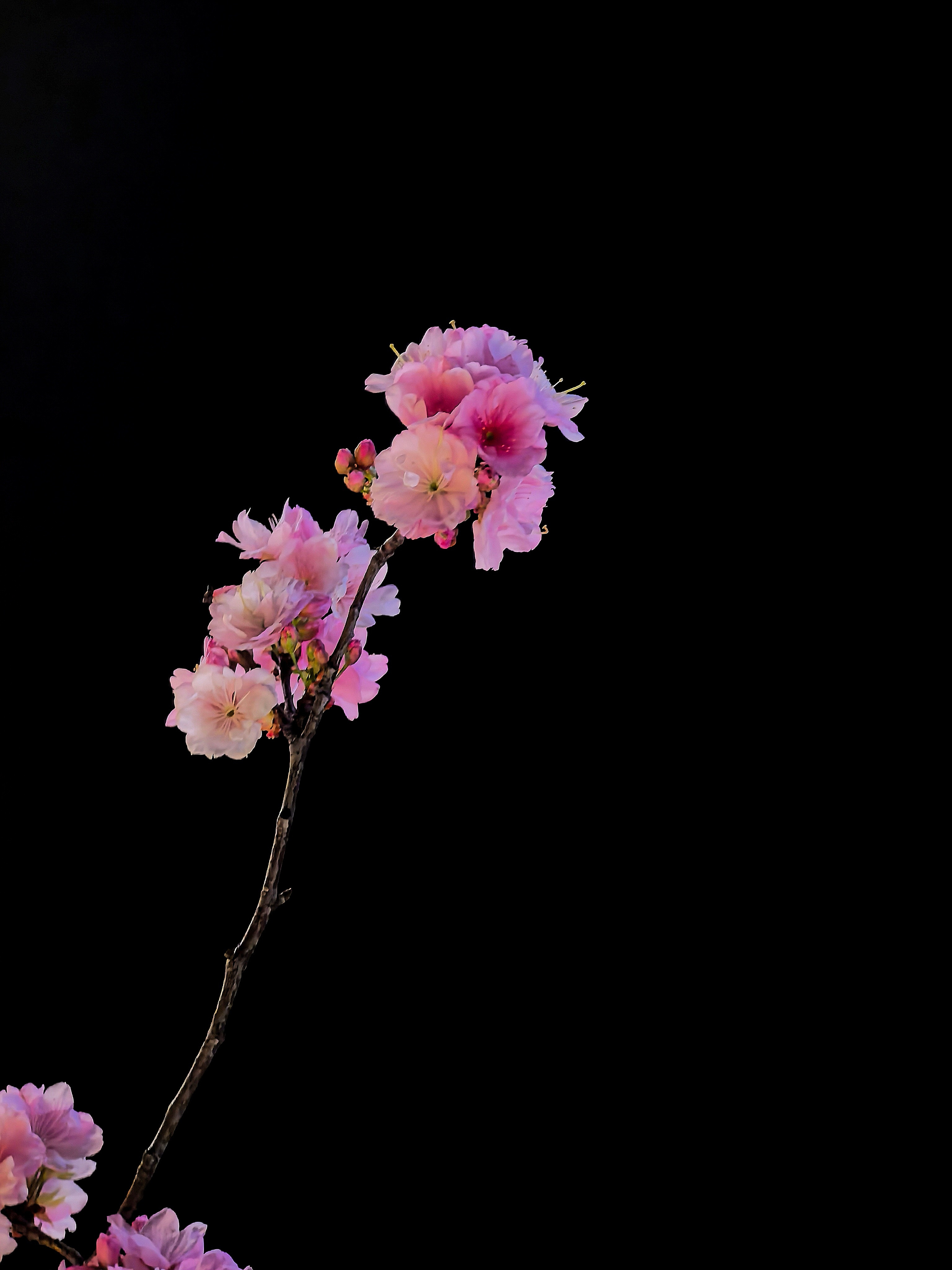 马踏××赏樱花​​​