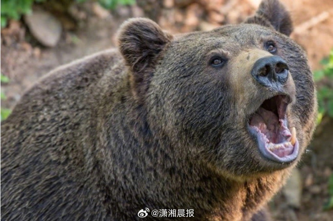 【#美国一受伤黑熊遭护林员当街射杀#】近日，美国佐治亚州一警长办公室警告称，随着