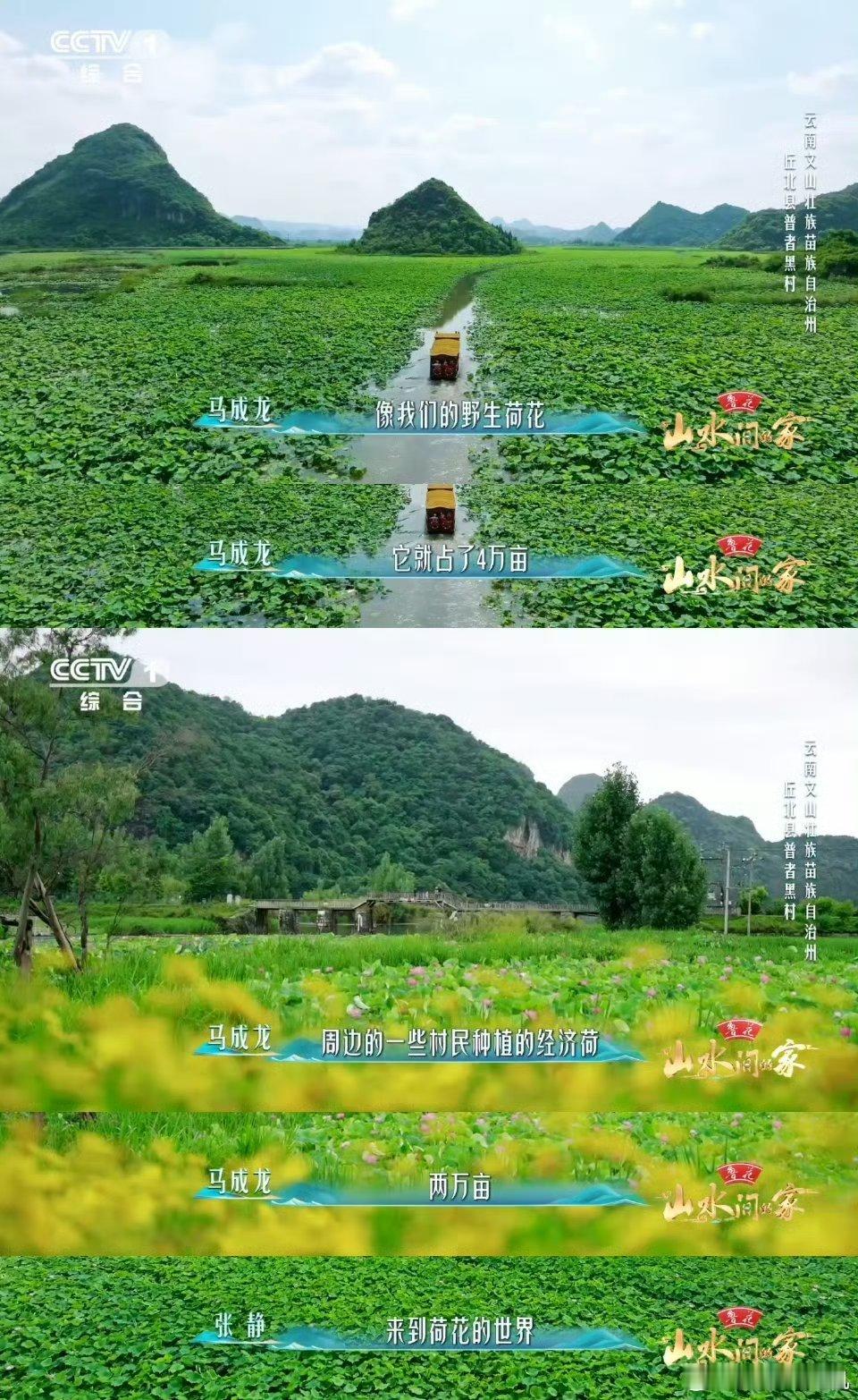 云南一村集齐300多种荷花如果你也喜欢荷花，一定要来普者黑看看，这里的荷花世界