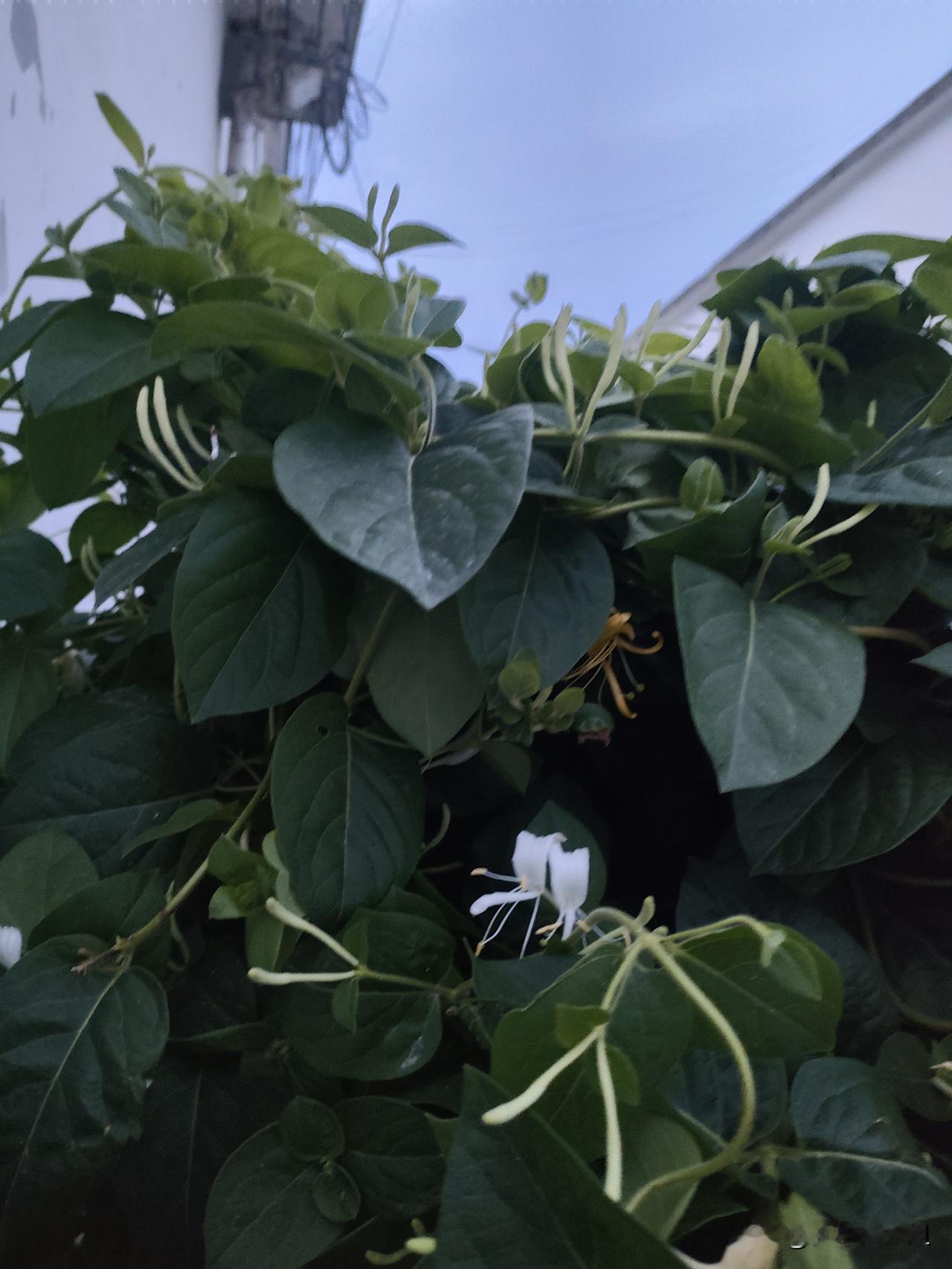 菊花和金银花哪个好，这得看具体需求。我上火喉咙痛的时候，喝金银花茶就很管用。金