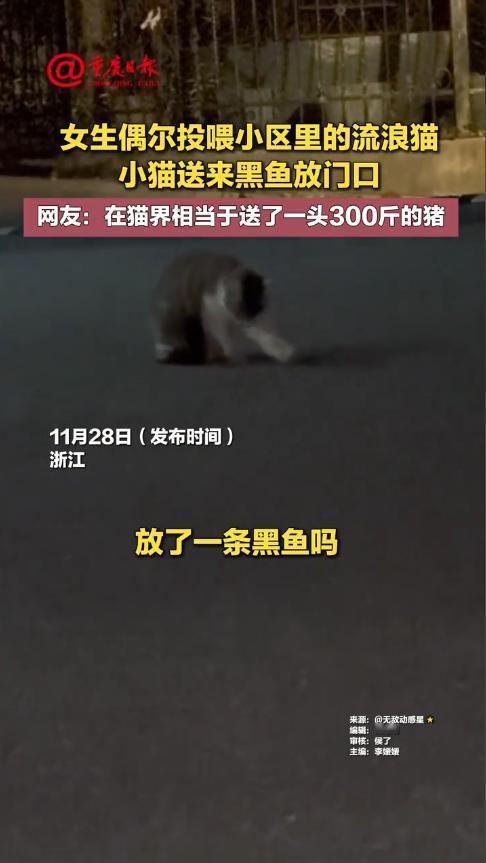 “太有灵性了！”11月26日，浙江嘉兴，一女子晚上回家时，突然看到家门口有什么东