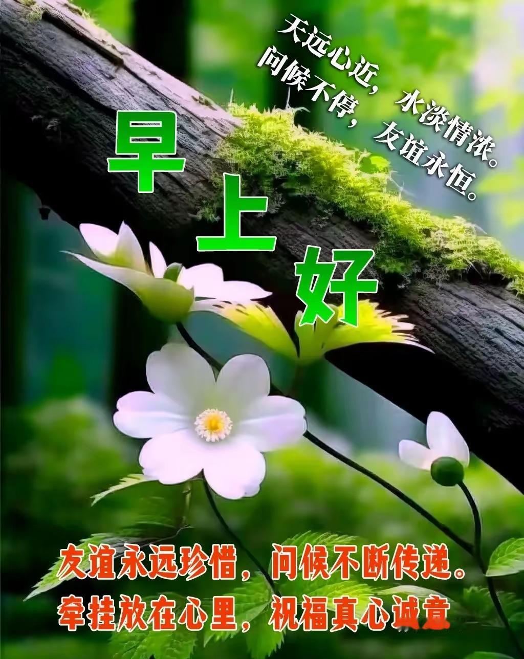 分享早上的祝福语清晨的风凉凉爽爽，阳光洒在院子里，舒服极了～感恩粉丝和友友们一路