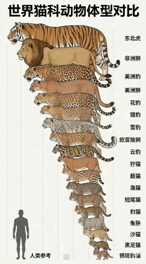 猫科动物体型对比。滑铲杀老虎真的可行么？