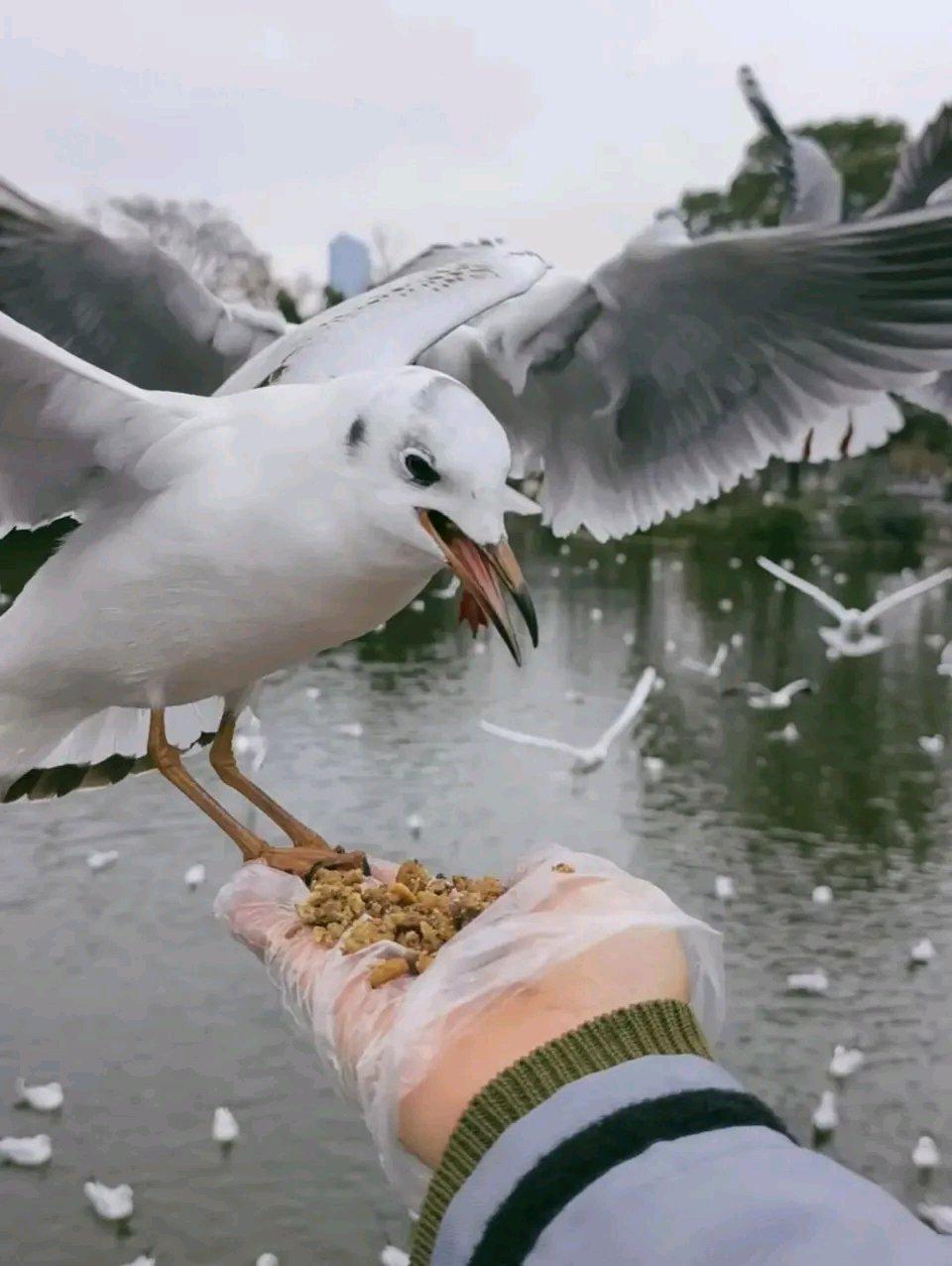 昆明翠湖喂海鸥本是件超浪漫的事，可有些摊主却坏了这氛围。有摊主卖10元一袋的