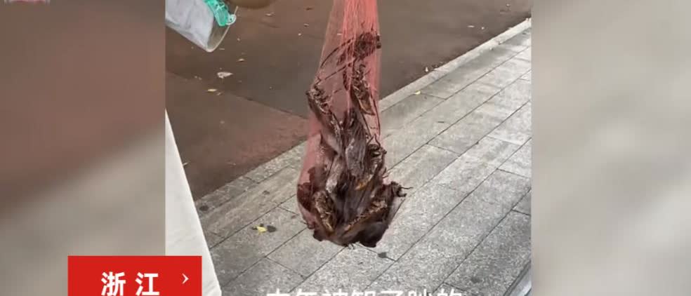 “这简直是捡钱啊！”7月5日，浙江，一男子在家里午睡的时候，被树上的知了猴吵的睡