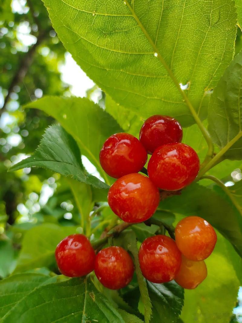樱桃味的春天，总是特别甜～寻美河南