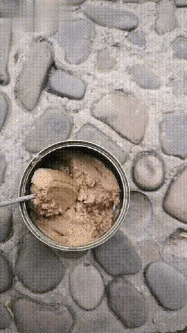 给小土狗喂罐头，小土狗小心翼翼的吃哒嘴里，生怕咬到路人，这就是中华田园犬！