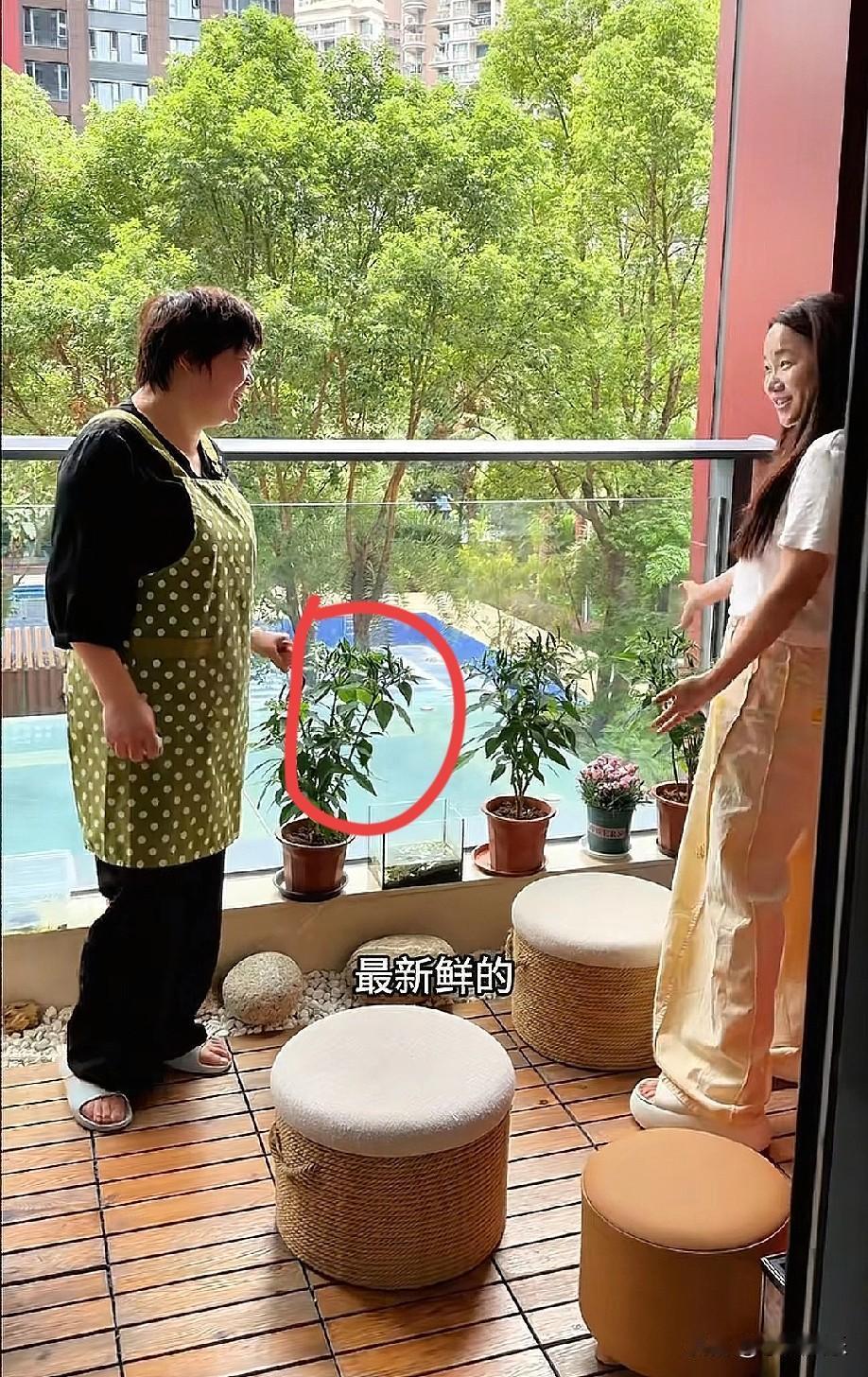 阿姨乐坏了，小凤在家里的阳台上种植了辣椒，让阿姨有需要的时候就可以摘来做菜，刚好