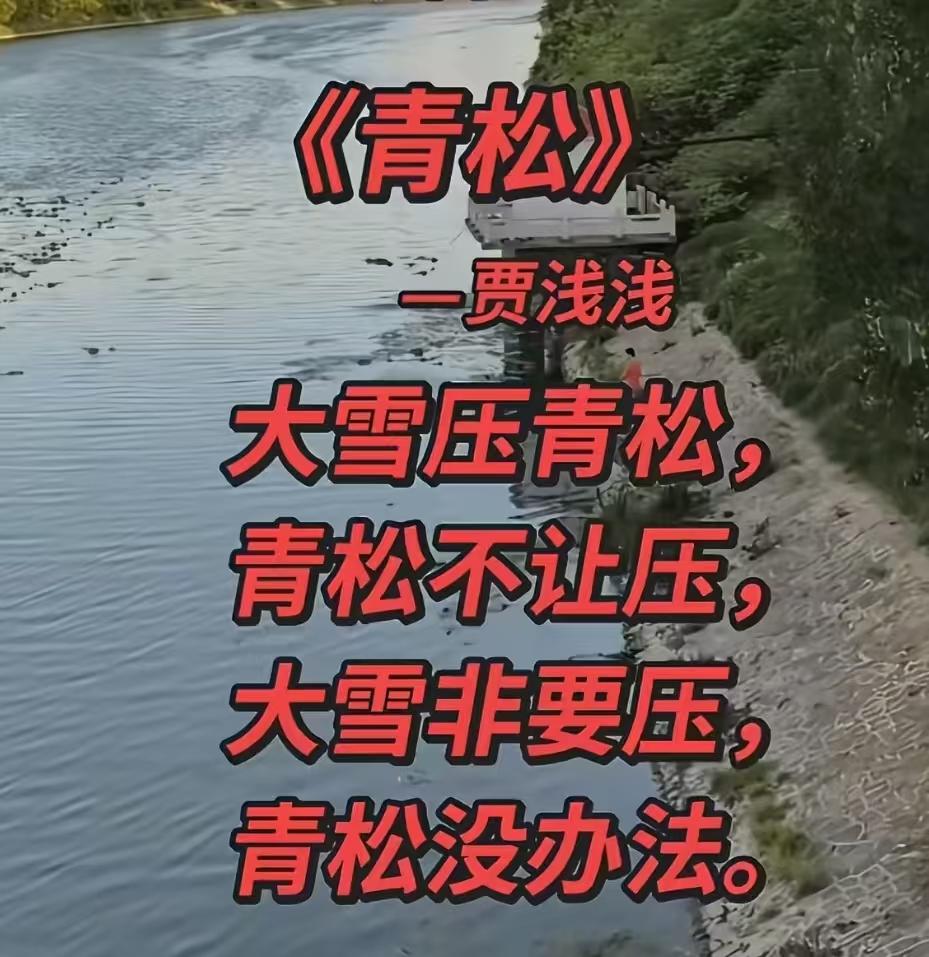 同样是写青松的诗，大家看看贾浅浅和陈毅写的区别在哪里！贾浅浅的是:大雪压青松，轻