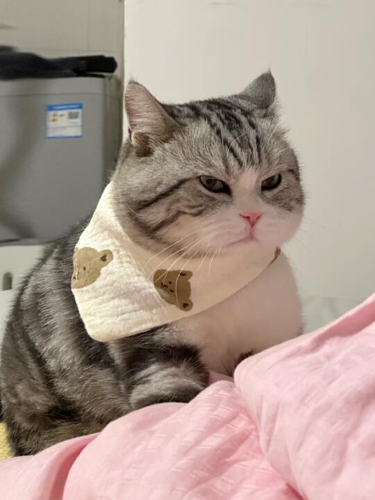 这么大了还在踩奶！