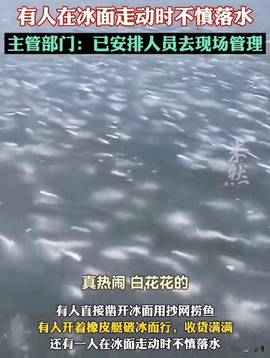 天津一公园大量鱼被冻住！冰面全是白花花的鱼！市民纷纷前来！有人收获满满，其他