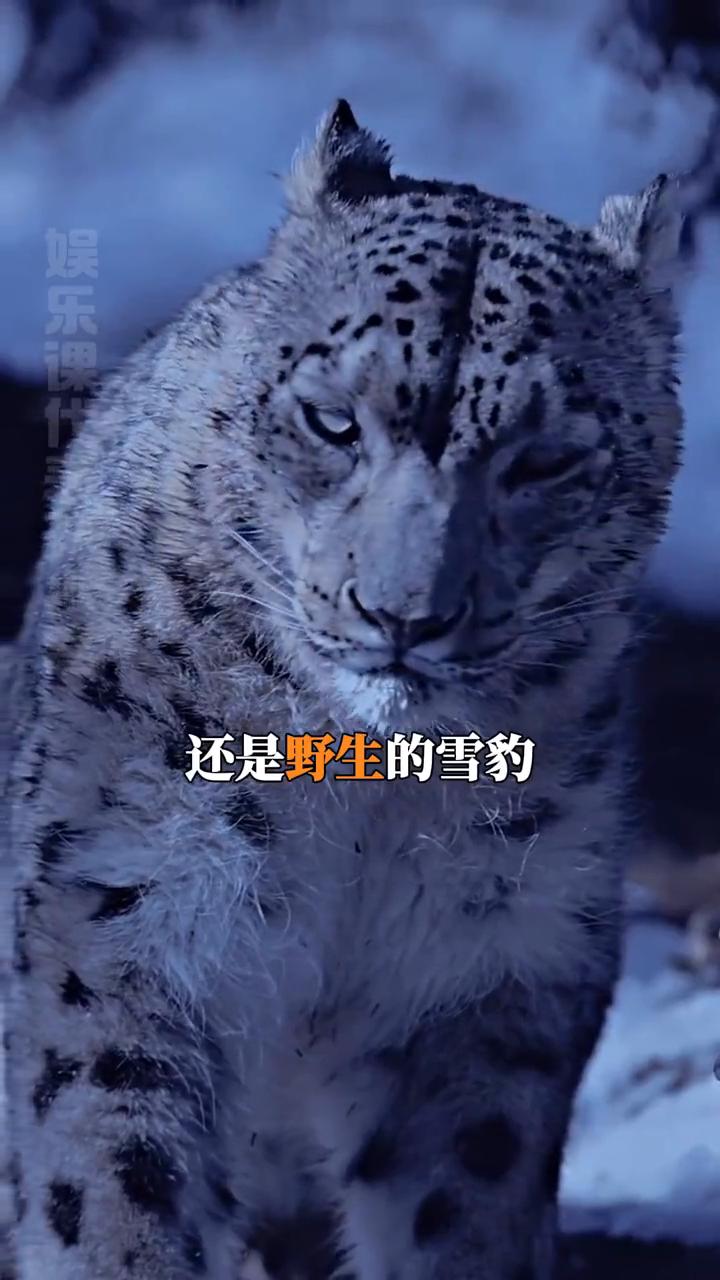 野外的雪豹真不是可以随便靠近的。娱乐课代表孙小寒。那可是雪豹，还是野生的雪豹