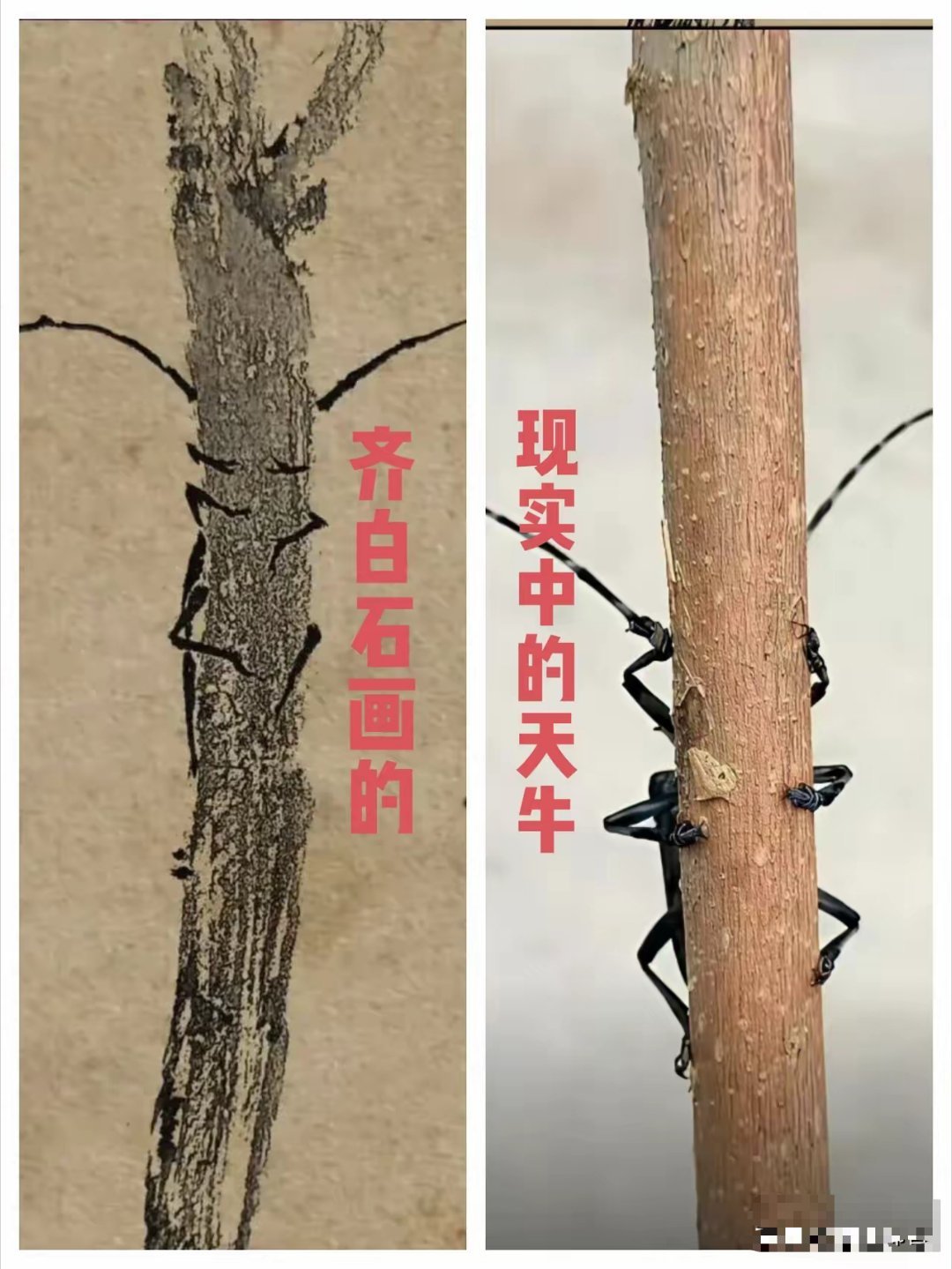 难怪齐白石的画价格高，看了这张对比图才知道齐白石乃真大师也！