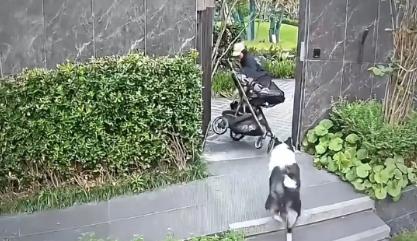 小狗被大狗扑咬，宝妈的第一反应居然是死命护住自家狗，而身旁的婴儿车直接翻倒在地…