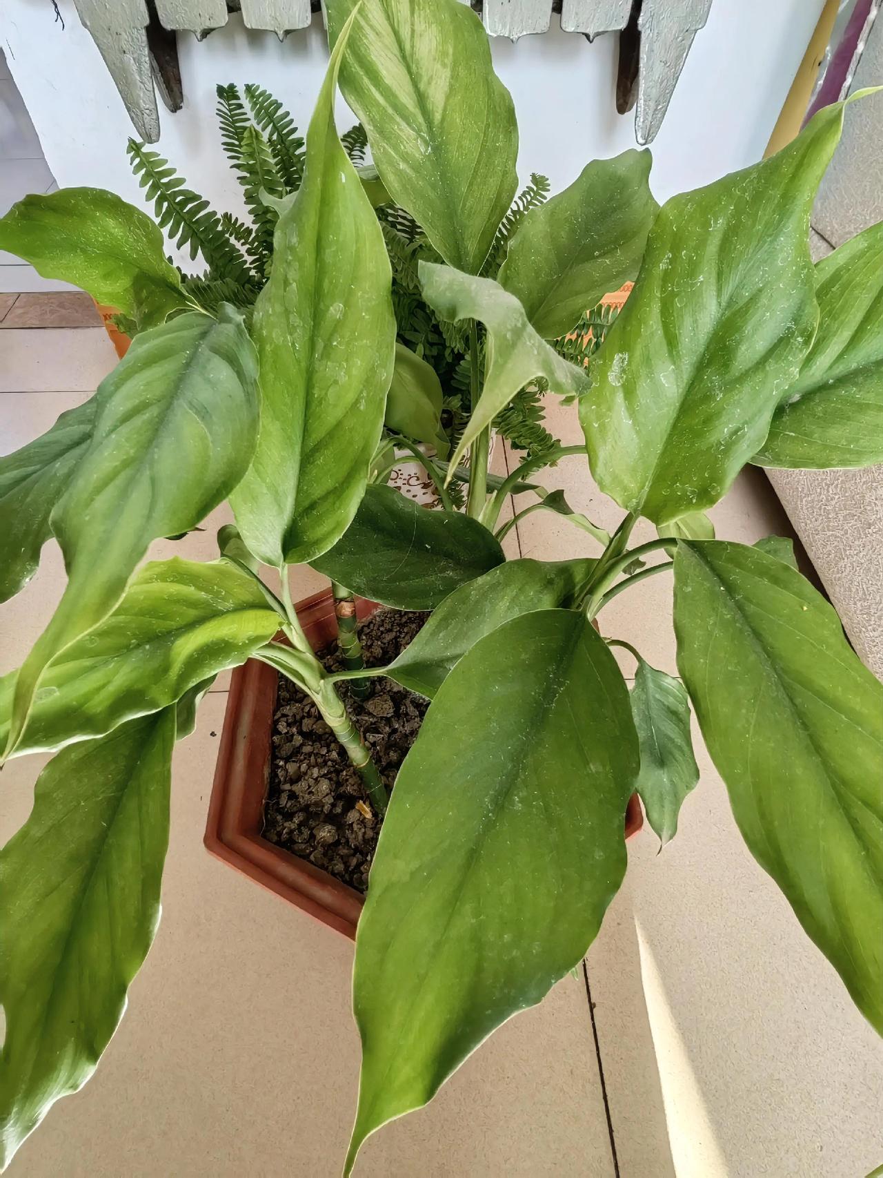 一位光棍大叔去世了，他的侄子给他操办丧事。按照风俗，邻居们拿着烧给死者的纸钱—