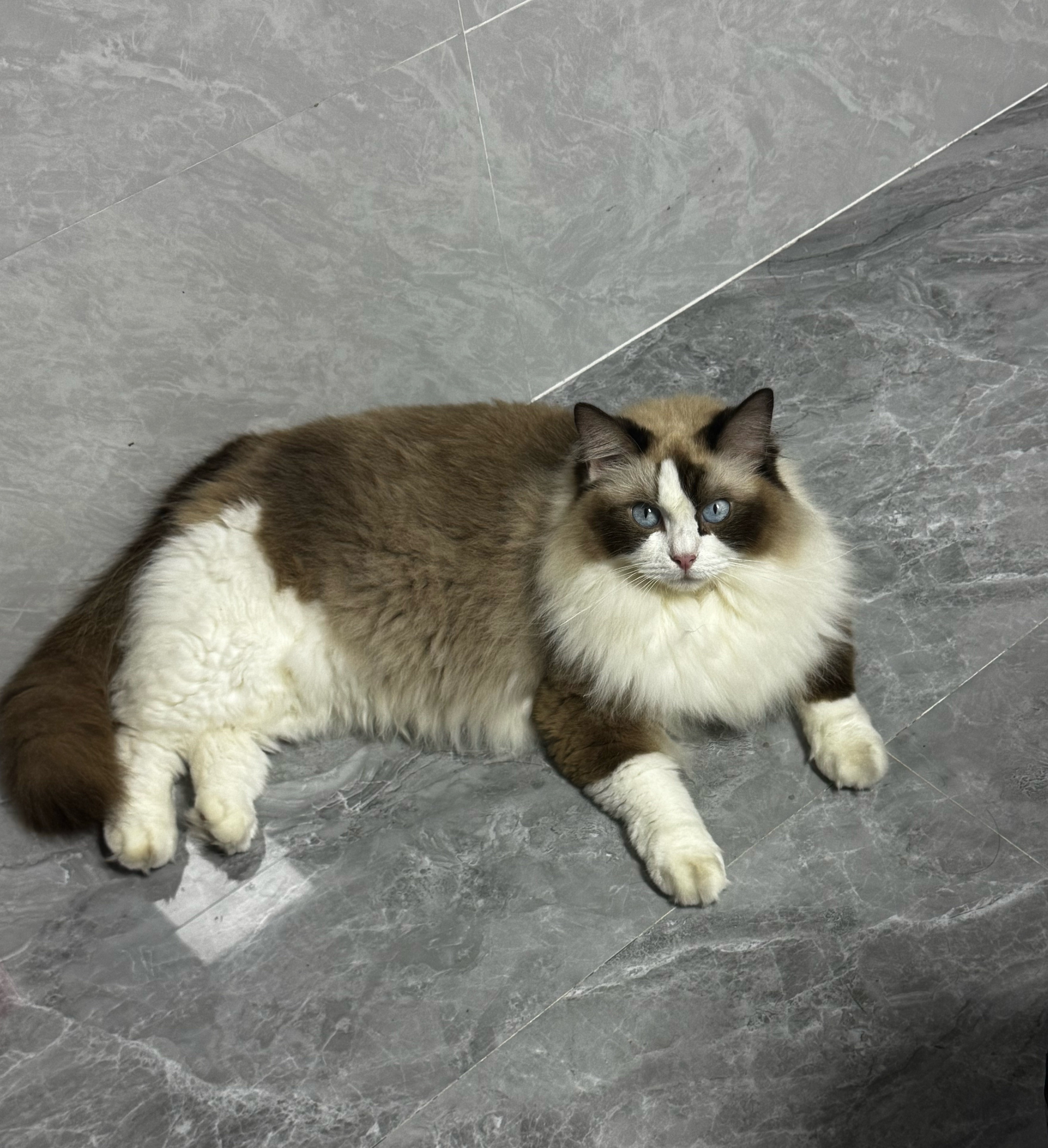 我觉得猫的眼神盯着人看的时候有点恐怖，这就是我不太喜欢猫的原因，虽然有些猫真的很