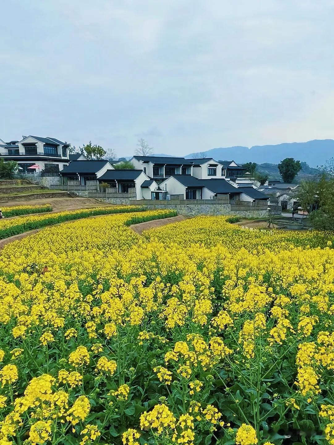 重庆北碚油菜花开烂漫，现实版的“世外桃源”！避开热门赏花地，走进北碚静观镇蓝