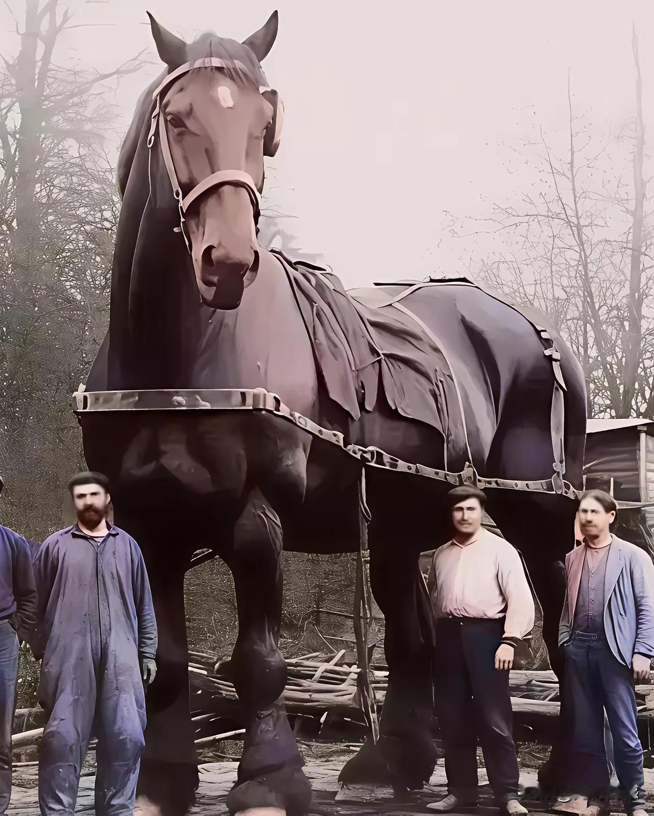 世界上还有这么大的马，感觉不可能，尤其是第一张照片中的这个大马，人和马的比例严重