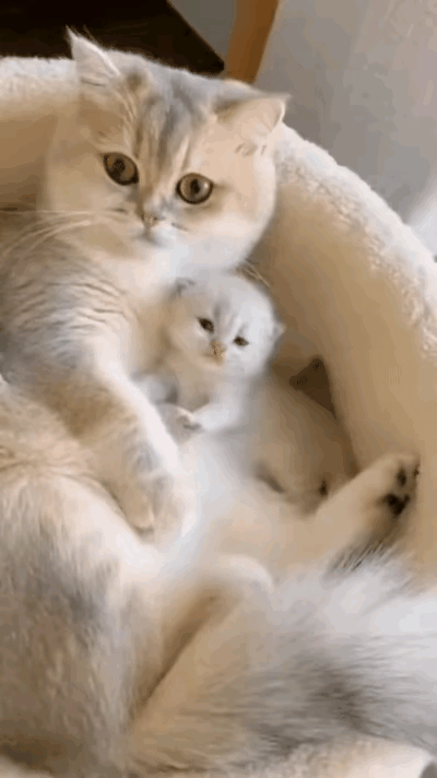 刷到这段画面，内心很受触动。漂亮的猫妈妈生下一只小猫，小家伙毛发、长相都和妈妈