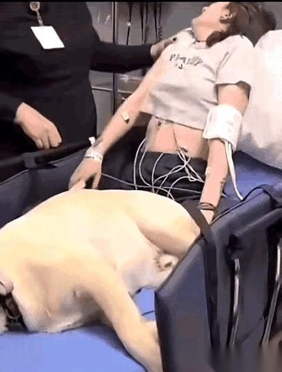 看到这张图，我第一反应不是“这女的得了什么病？”，而是“天呐，谁这么牛，把狗弄进