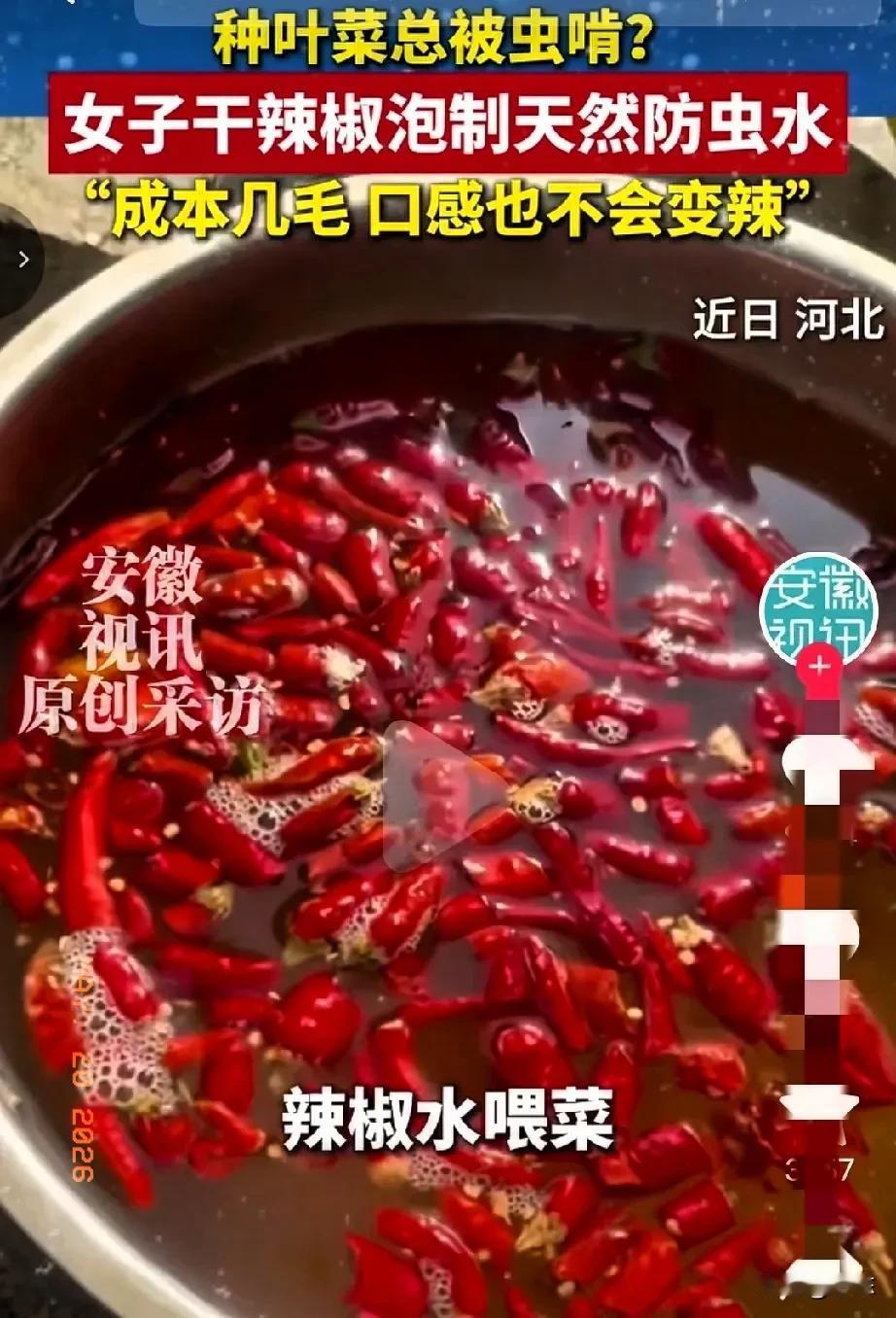 河北，女子家有一片菜地，自从家里有了小孙子以后，她就琢磨着怎么在不打农药的情况下