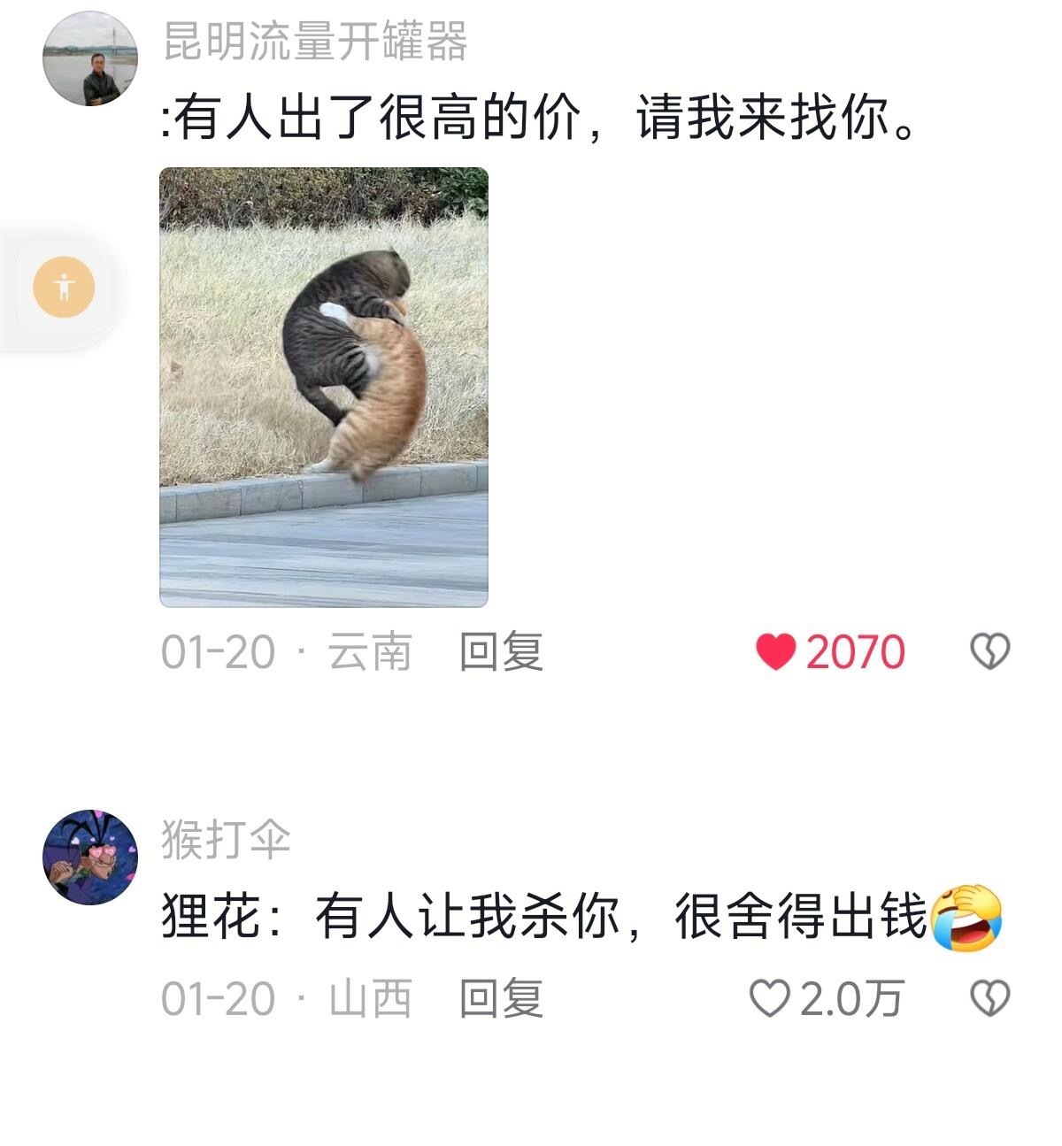 当主人悬赏狸花猫找家猫…