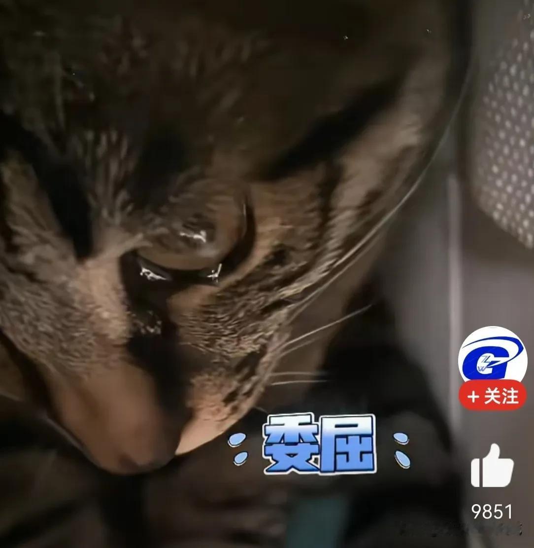 见过猫咪流眼泪，伤心到抽泣吗?[大哭]今天又刷到这个视频了:女子养了两