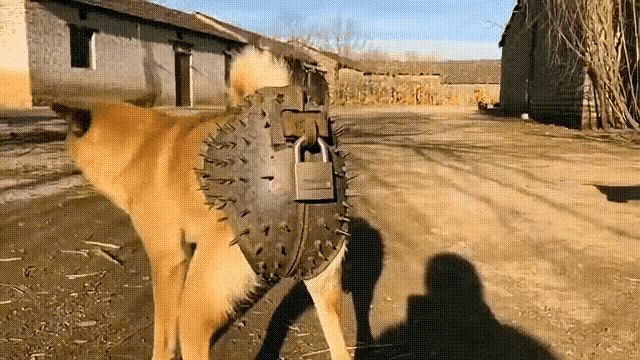 狗主人给母狗带上了铁门栓，免受其他的公狗伤害，这个狗主人似乎是保护了狗，但是其实