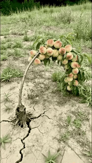 鉴定完毕，这个桃树是来报恩的！獼猴桃树六千棵桃树新疆桃树六千棵桃树新疆桃