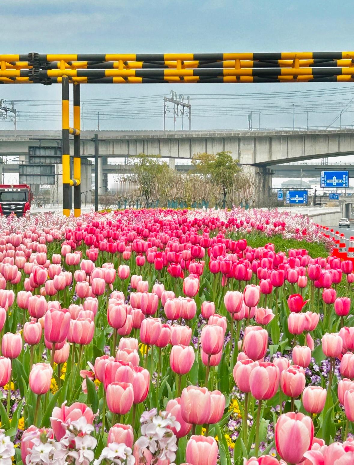 中国城市宜居水平排行榜看到了很多看着很卷的城市也上了宜居榜。这个季节的杭州，高架