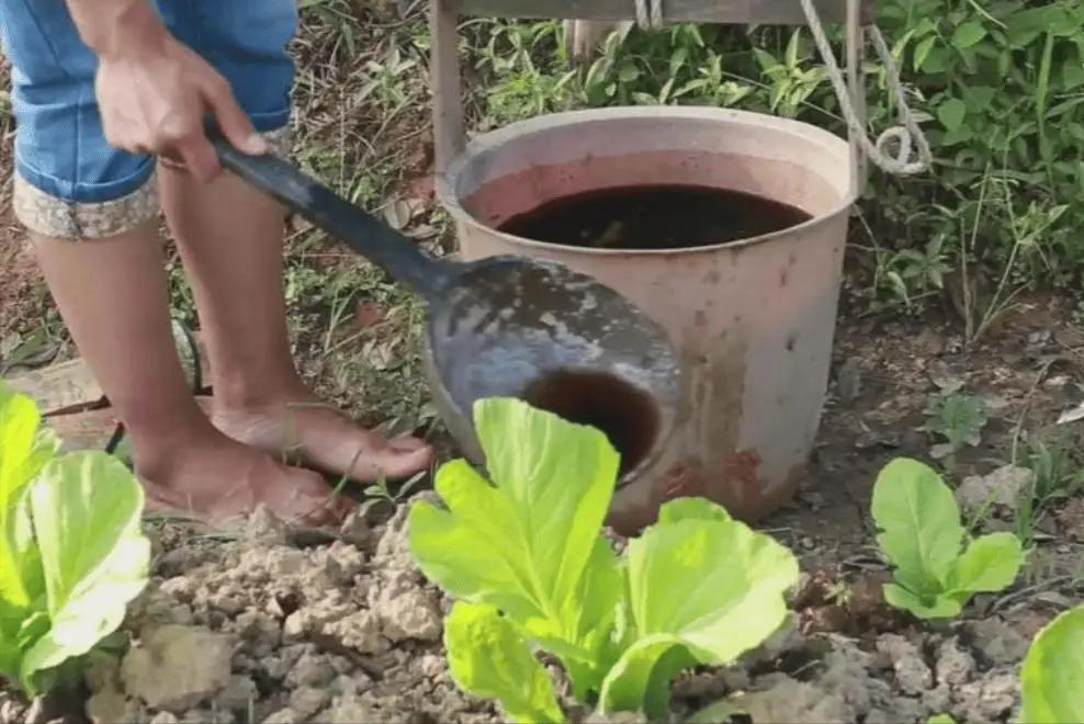 “粪水浇菜”是污染食物的源头？中科院院士曾毅认为，农村人用粪水直接浇菜，完全是千
