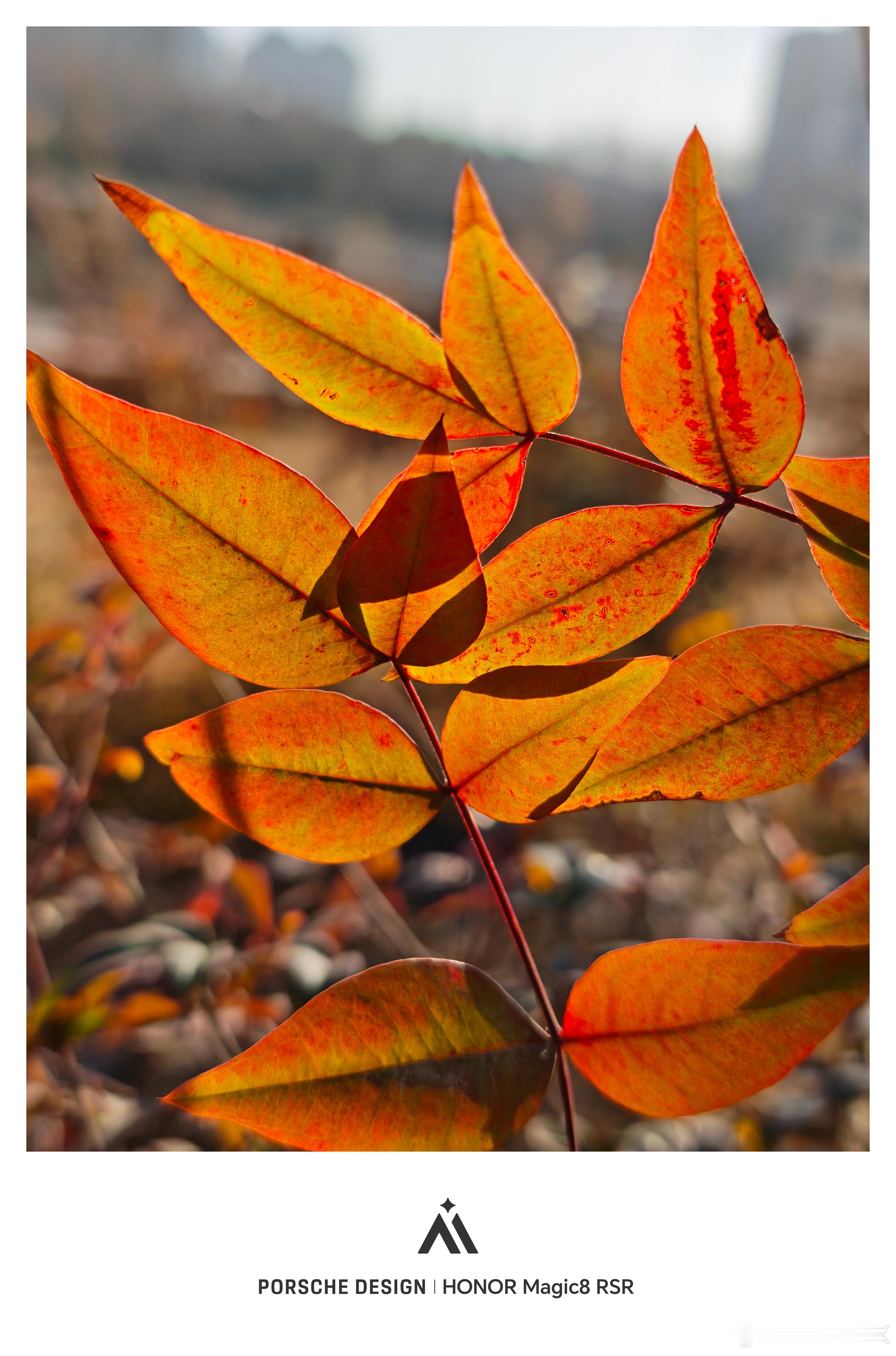 荣耀Magic8RSR随手拍无论白天夜晚出片都很纯净尤其是长焦夜景，素质很高