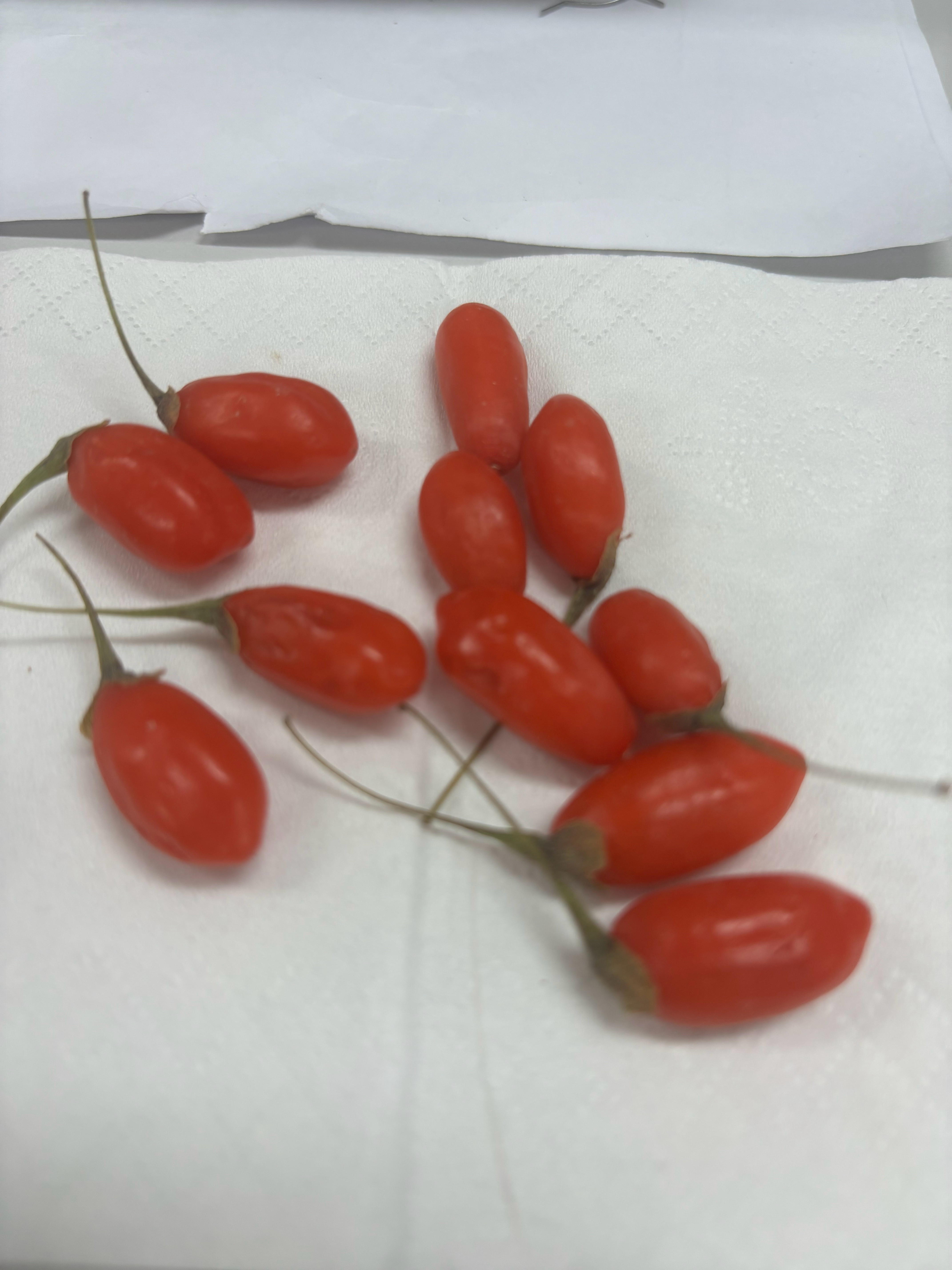 第一次见新鲜枸杞，甜甜的，还挺好吃。