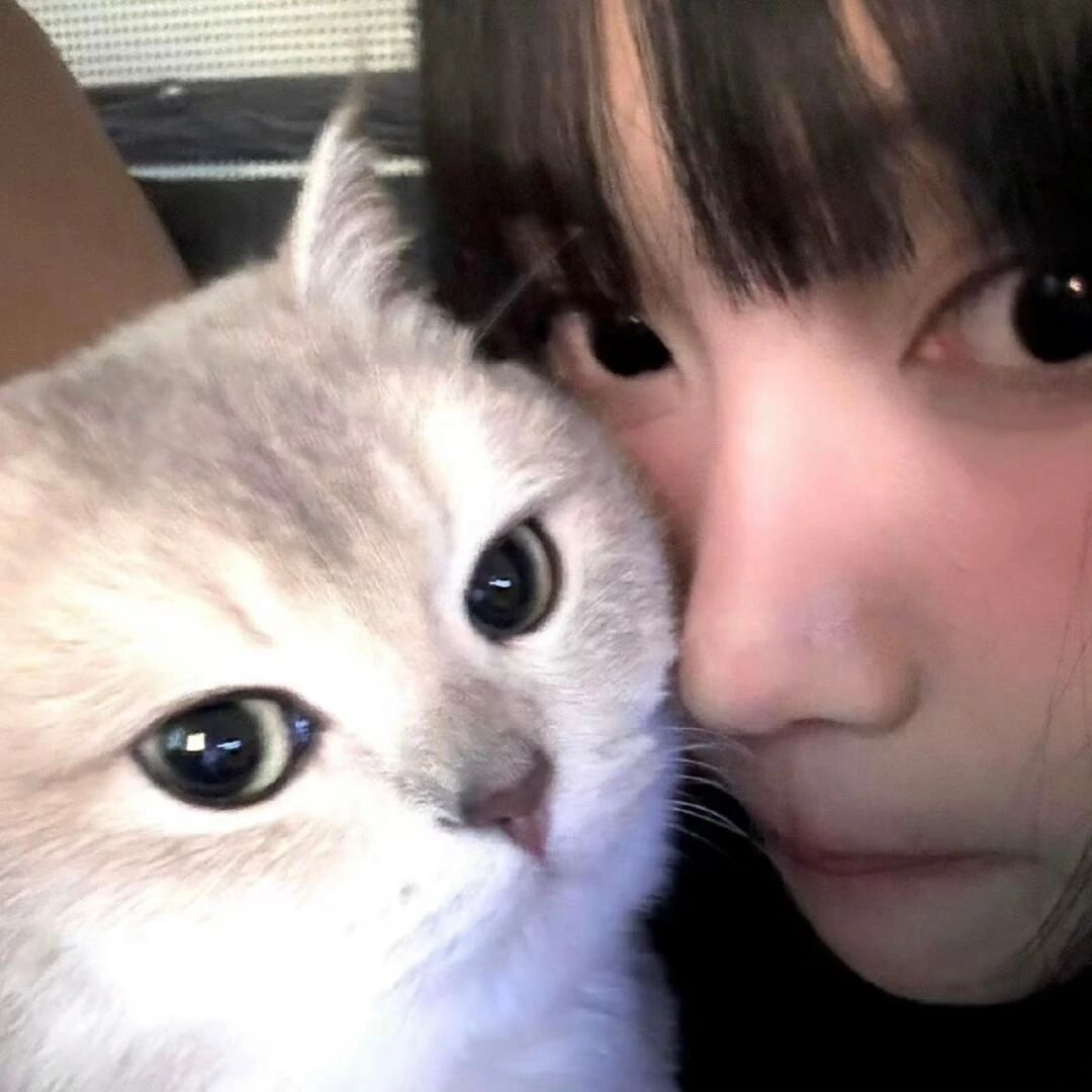 存心仪头像（1/100）很喜欢带猫猫的🐈​​​