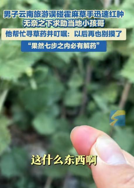 “七步之内必有解药！”云南丽江，一男子旅游途中不小心触摸到了当地有名的霍麻草！手