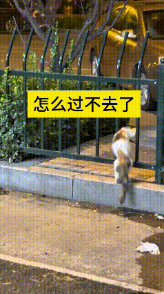 瞅瞅看完这个视频，俺直接笑到肚子疼！这小猫怪得很实在，好不容易蹭来香喷喷烤串，一