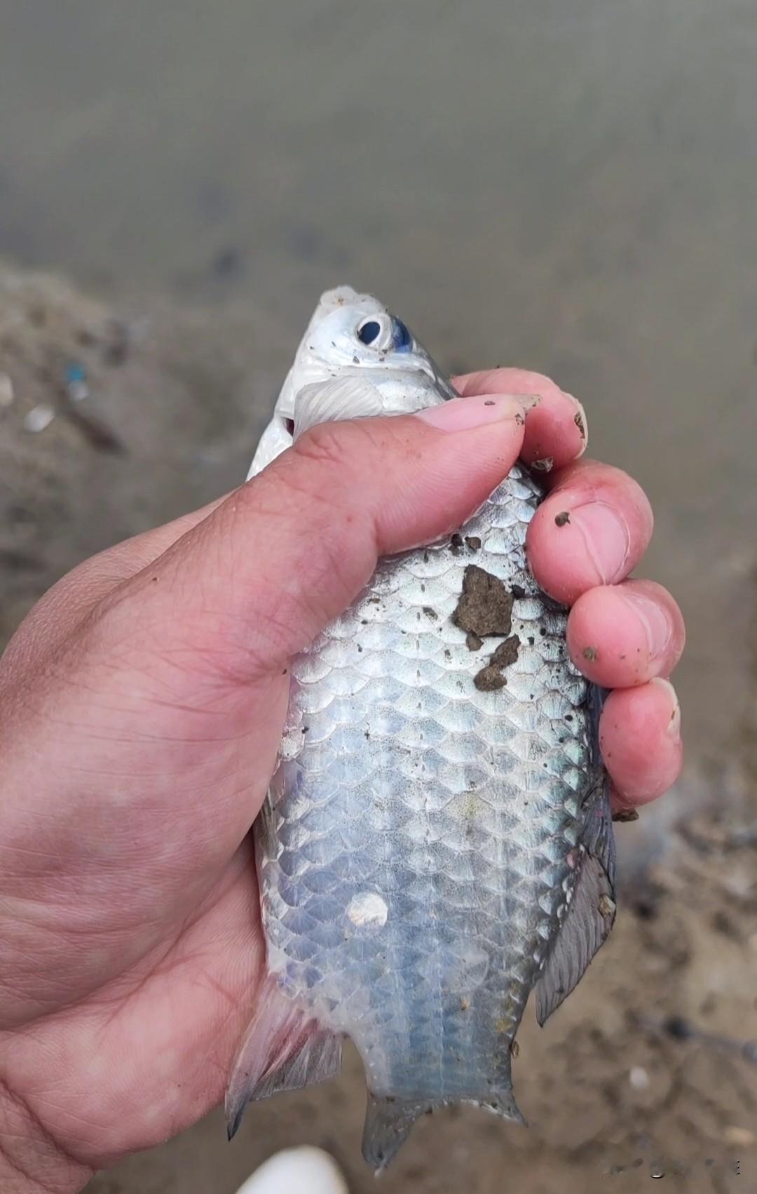 一坨饵料几条小鱼换了个绝密钓点，还得是老师傅们知道哪里真有鱼。今天气温骤降，