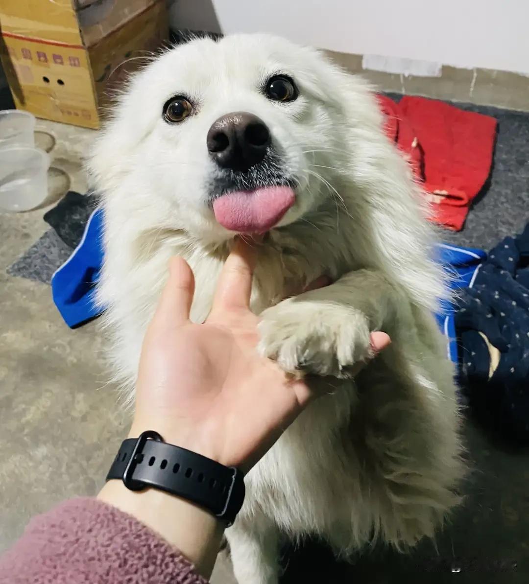 现在不管，长大就烧房子！江苏连云港，一女子养了只萨摩耶犬，平时关在小区内一个笼子