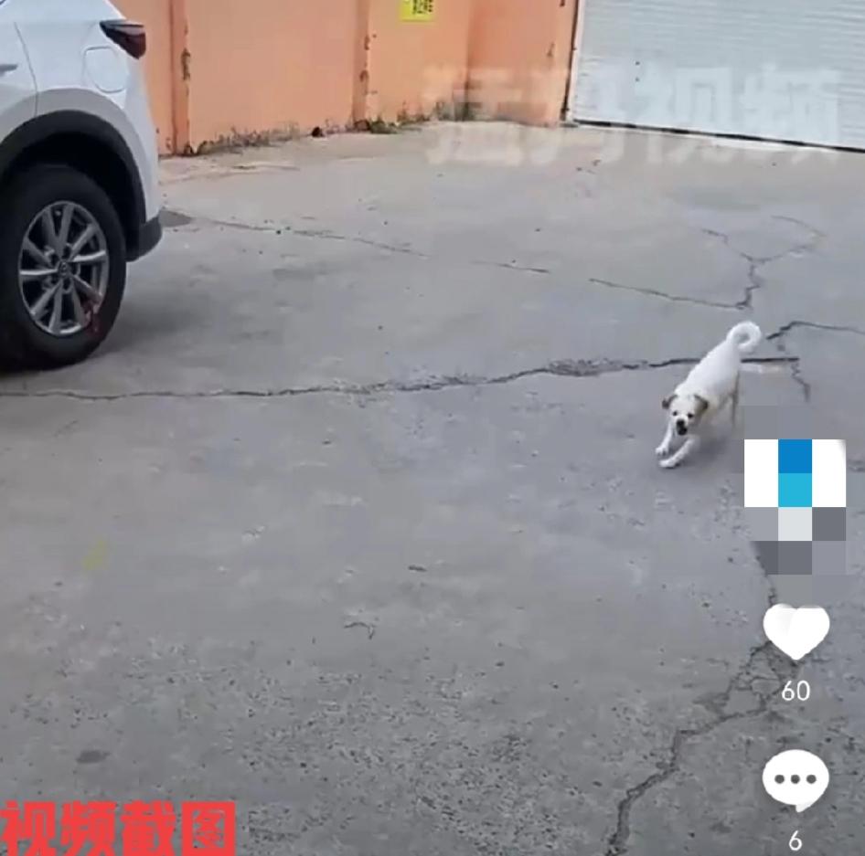 小狗一路冲过来，不为别的，挑衅大狗。小狗似乎闻嗅到同类的气味一样，有狗要占领