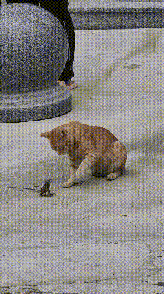 猫咪偶遇蜥蜴，二话不说挥掌出击，当场把蜥蜴掀翻。本以为对方会退缩，谁知蜥蜴