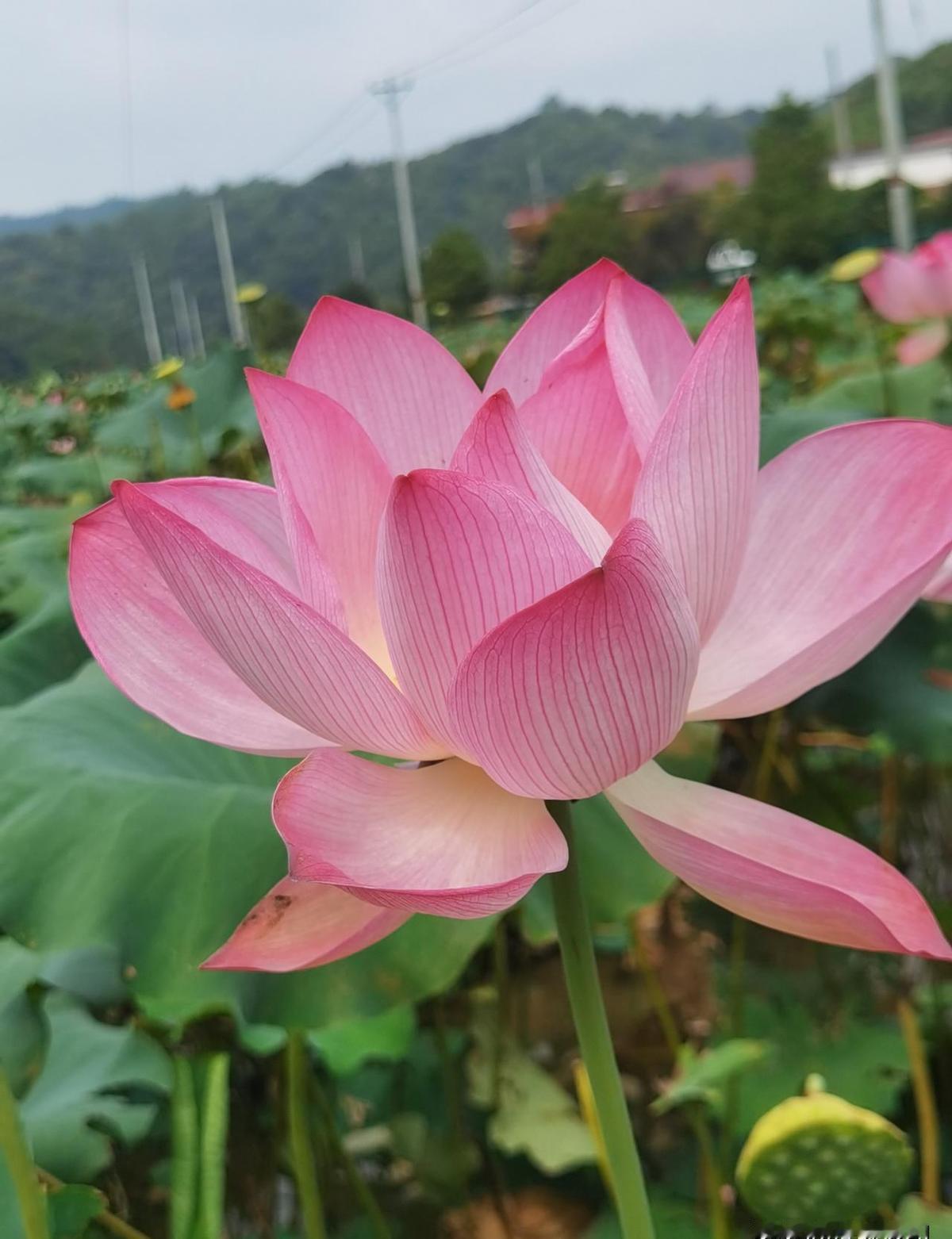炮响了，没人死，但谁都不敢先低头。泰国说柬埔寨开了枪，柬埔寨说泰国先开炮。无