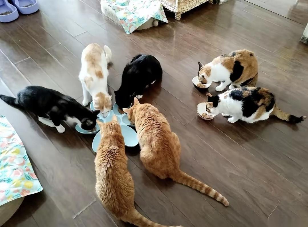 我这六年来把工作攒的三十万全花在猫身上了。现在家里的沙发全是猫窝，银行账户显示只