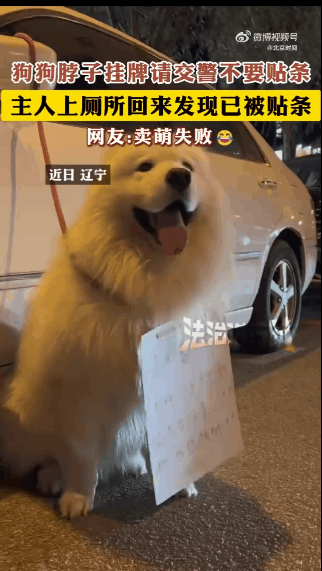 让可爱的萨摩耶站在车旁，帮主人看着车，这也太可爱了！近日，辽宁一个小姐姐想上