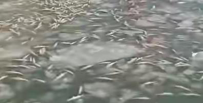 为了人民的生命安全，请相关部门检测一下水质吧！缺氧？以往冬季海面不冻冰吗？大连一