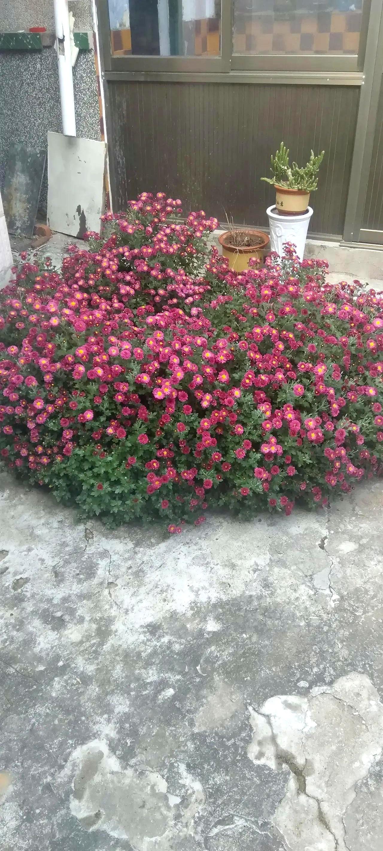 防汛沙袋都堆好了，结果就等来个寂寞？坐标山东临沂，现在是下午一点半，外面安静得