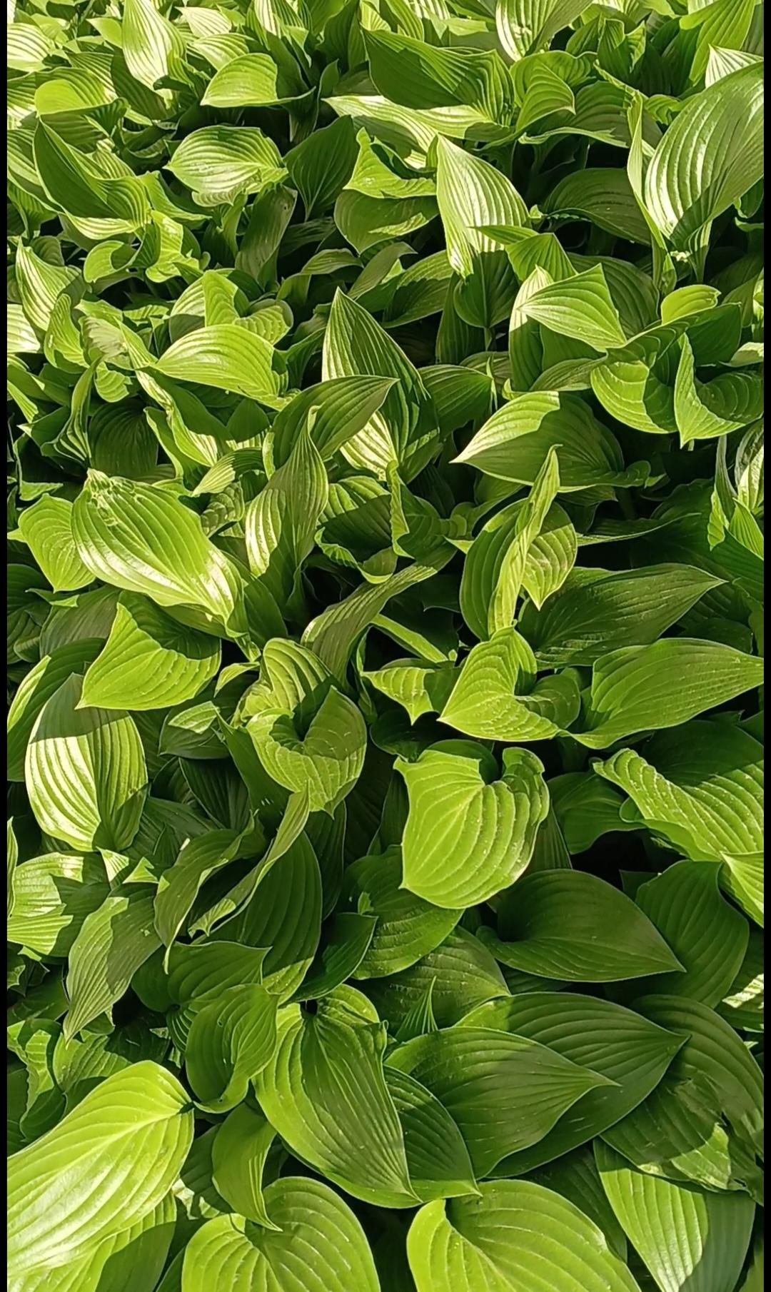 阳光下，层层叠叠的玉簪叶片舒展着，如流动的绿浪漾着柔和的光泽。