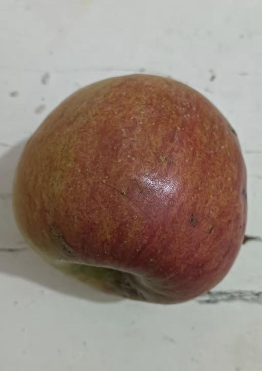 下午嘴里渴得不行，顺手拿了冰箱里的苹果就啃了个干净。也就几分钟，胃就开始闹腾，心